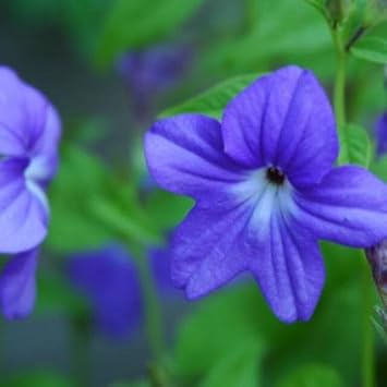 Heirloom Browallia Flower Seeds – Non-GMO Seeds for Vibrant Garden Planting