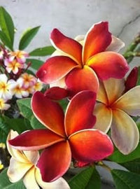 Organic Red White Frangipani Flower Seeds for Planting – Heirloom, Non-GMO
