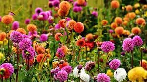 Dahlia Flower Seeds â€“ Heirloom, Non-GMO Seeds for Planting Colorful Garden Blooms