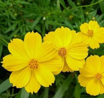 Yellow Cosmos Flower Seeds for Planting – Bright Blooms for Your Garden, Heirloom Seeds