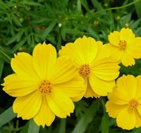 Yellow Cosmos Flower Seeds for Planting – Bright Blooms for Your Garden, Heirloom Seeds - Cosmos for planting in home garden