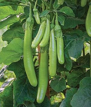 Eggplant Seeds for Planting, Green, 100 Pcs pcs
