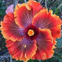 Hibiscus Flower Seeds Purple Orange for Planting, NON GMO Seeds for planting in home garden