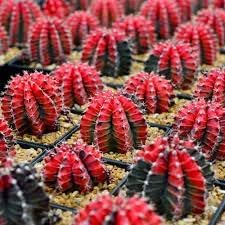 Mihanovichii Bromeliad seeds for indoor planting