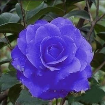 Blue Camellia Flower Seeds – Heirloom Non‑GMO