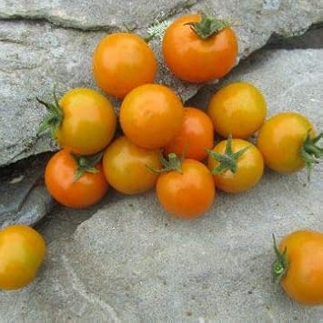 Yellow Tomato Solanum lycopersicum for planting in home garden