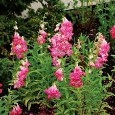 Penstemon Palmeri Flower Seeds – Heirloom Non-GMO Seeds for Drought-Tolerant Garden Planting - Palmeri for planting in home garden