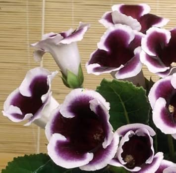 Black (Black scientific name) for planting in garden