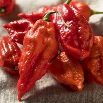 Bhut Jolokia Pepper Vegetable Seeds for Planting - heirloom & Non-GMO Seeds