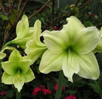 Green Hippeastrum Rutilum Flower Seeds ƒ?? Heirloom Non-GMO Amaryllis Blooms for Exotic Gardens for planting in your garden.