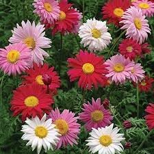 Chrysanthemum Robinson's Flower Seeds Heirloom Non GMO Planting - 100 pcs