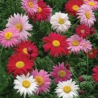 Chrysanthemum Robinson's Flower Seeds Heirloom Non GMO Planting - 100 pcs