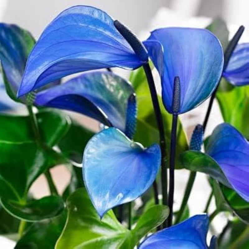 Sky Blue Yellow Anthurium Plant Seeds - Heirloom and Non-GMO Garden Seeds for Planting