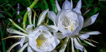 Epiphyllum (Epiphyllum scientific name) for planting in garden