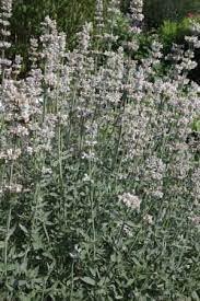 Heirloom Non-GMO Nepeta Flower Seeds for Planting – Fragrant Pollinator Blooms - Non-GMO for planting in home garden