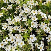 Bacopa Flower Seeds for Planting - 100 pcs