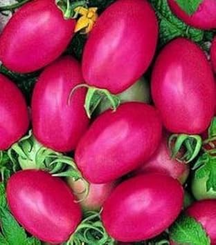 Pink Tomato Solanum lycopersicum for planting in urban garden