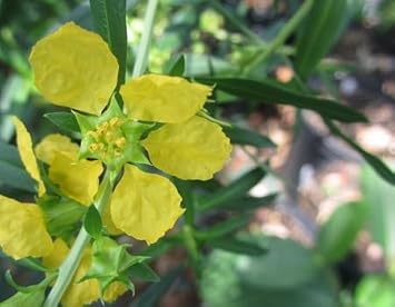 Sinicuichi Flower Seeds for Garden Planting - 100 pcs