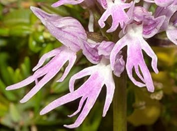 Orchis Italica Flower Seeds for Planting - 100 pcs seeds for planting in home garden