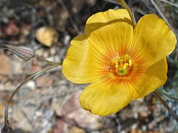 Yellow Flax Hybrid Flower Seeds for Planting - 100 pcs