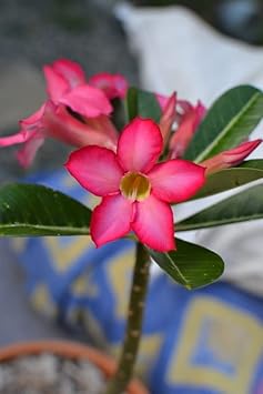 Organic Heirloom Non-GMO Adenium Seeds for Planting – Pink Desert Rose Blooms