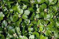 Pachysandra Plant Seeds for Planting NON GMO Seeds