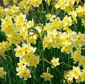 Narcissus Flower Seeds Light Yellow for Planting - 100 pcs