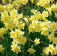 Narcissus Flower Seeds Light Yellow for Planting - 100 pcs