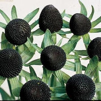 Rudbeckia Green Wizard Flower Seeds – Heirloom Non-GMO Seeds for Colorful Garden Planting