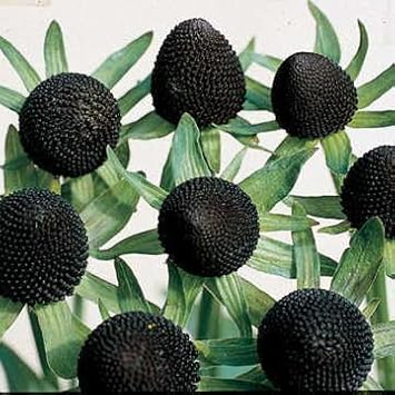 Rudbeckia Green Wizard Flower Seeds – Heirloom Non-GMO Seeds for Colorful Garden Planting - Green for planting in home garden