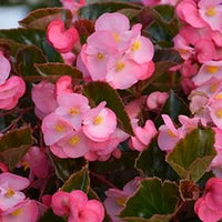 Pink White Begonia Flower Seeds ƒ?? Heirloom, Non-GMO Seeds for Planting Beautiful Garden Blooms