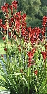 Kangaroo Paw Flower Seeds for Planting - NON GMO Seeds for planting in home garden