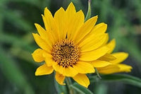 Yellow Maximiliani Flower Seeds for Planting, 100 pcs