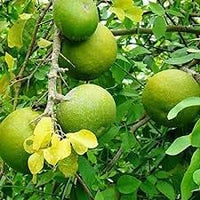 Decorative Winterberry Seeds - Add Festive Charm to Your Garden 100 Pcs pcs