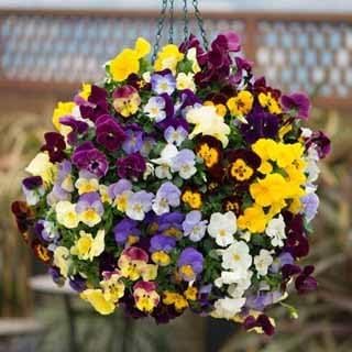 Bedding Flower Seeds for Planting - 100 pcs