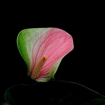 Pink Andraeanu Flower Seeds for Planting - 100 Pcs pcs