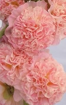 Hollyhock Pale Pink Seeds for Planting ƒ?? Organic, Heirloom, Non-GMO Flower Seeds