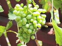Grape Fruit Seeds for Vineyards & Home Gardening -Heirloom & Non GMO seeds