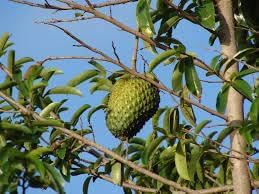 Graviola fruit seed collection