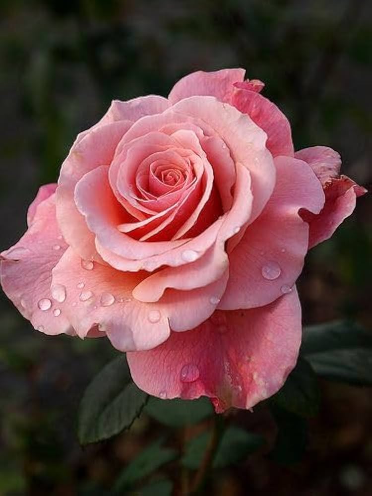 Rose Salmon Pink Flower Seeds for Planting â€“ Heirloom & Non-GMO Garden Seeds, Vibrant Blooms