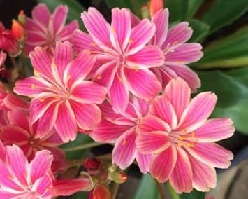 Lewisia Cotyledon Flower Seeds for Planting, 100 pcs