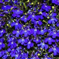 Erinus Flower Seeds for Planting - 100 pcs