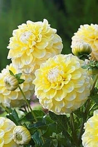 Pie (Pie scientific name) for planting in garden