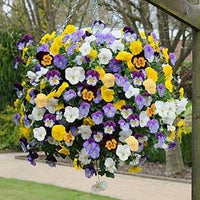 Bedding Flower Seeds for Planting - 100 pcs for planting in your garden.