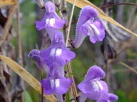 Blue Scutellaria Baicalensis Flower Seeds for Planting NON GMO Seeds
