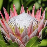 Organic Protea Flower Seeds for Planting ƒ?? Heirloom, Non-GMO