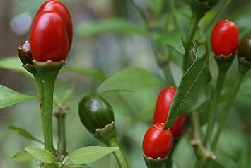 Chiltepin Hot Pepper Seeds for Planting, heirloom & Non-GMO Seeds