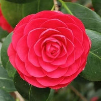 Red Camellia Flower Seeds for Planting – Organic, Heirloom, Non-GMO Seeds seeds for planting in home garden