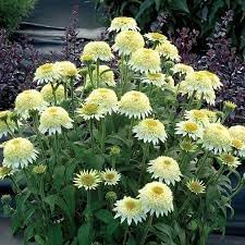 Vanilla Echinacea Flower Seeds for Planting - Heirloom, Non-GMO Seeds for Home Garden