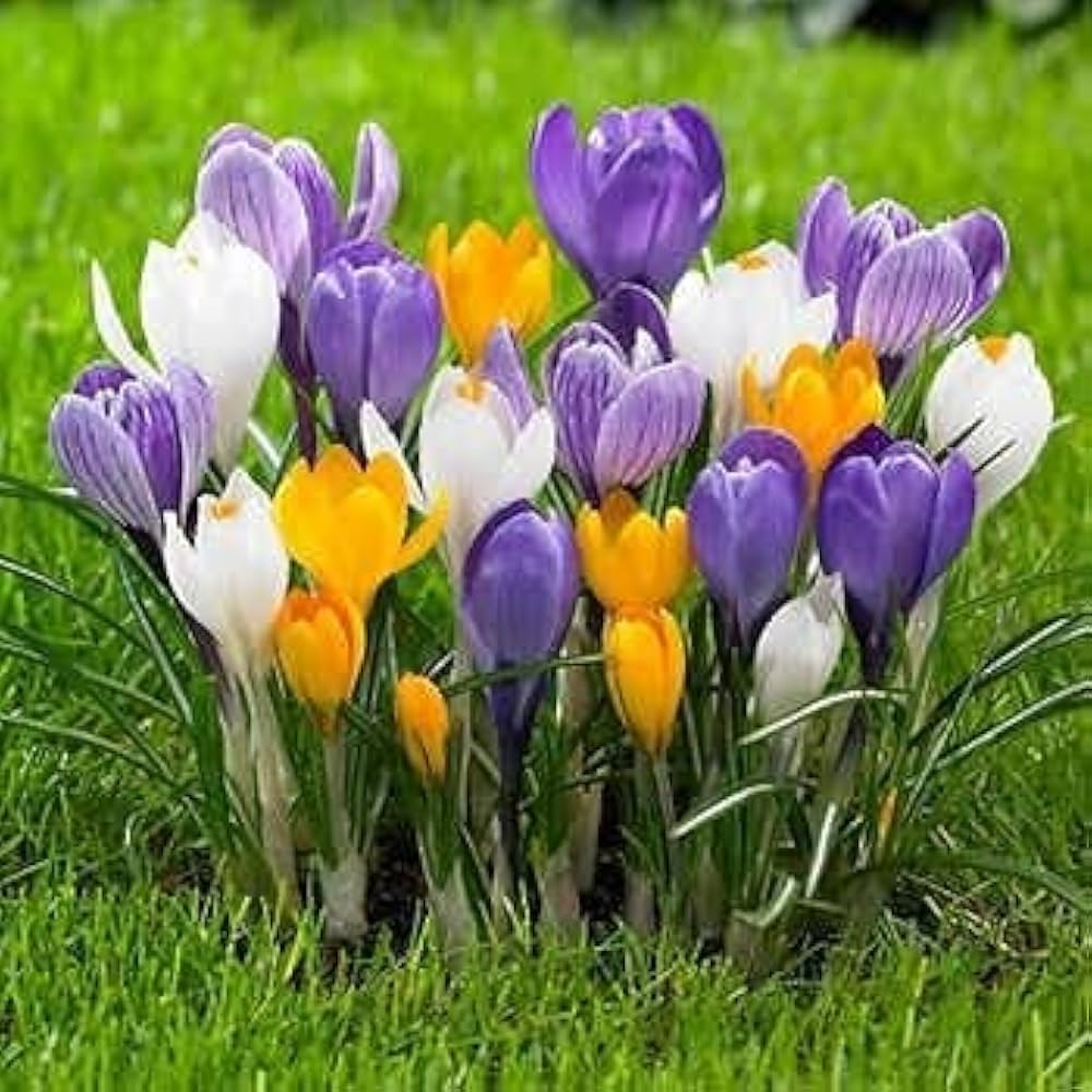 Mixed Ornamental Crocus bulbs for garden planting